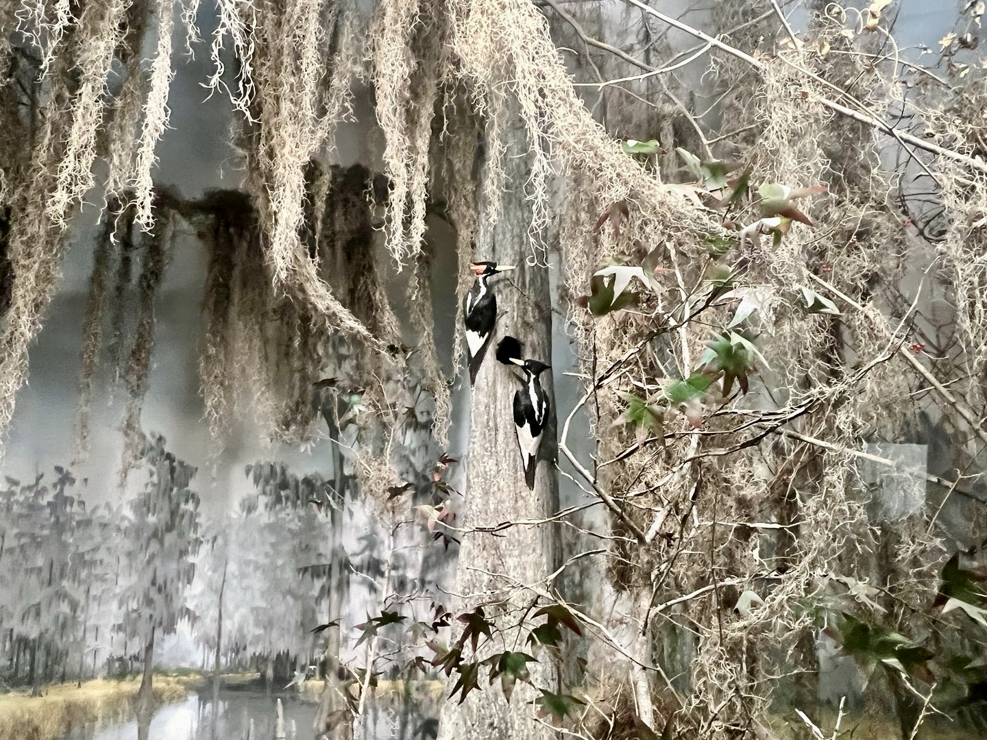Avery Island Diorama, Denver Museum of Nature & Science, 1922