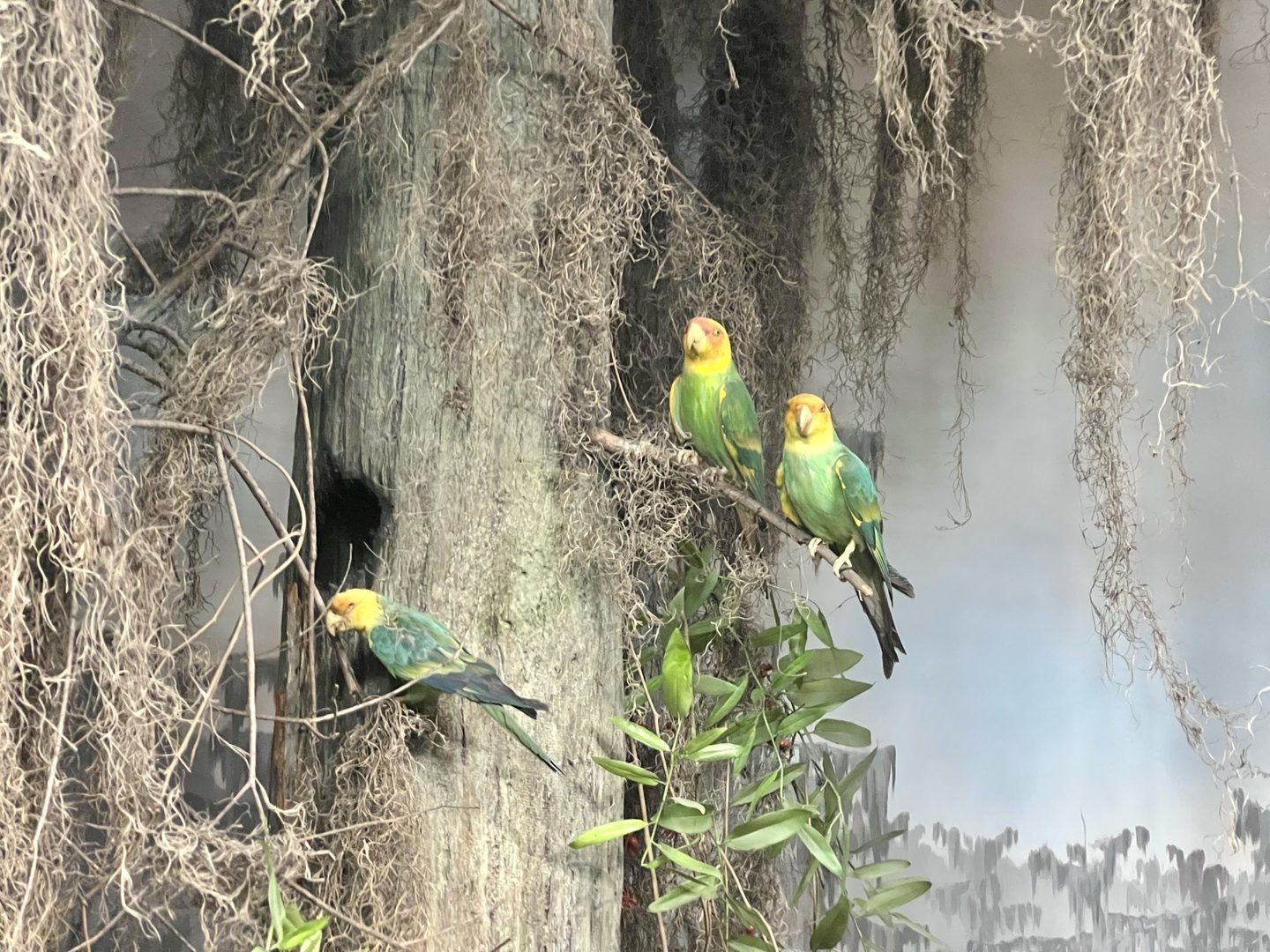 Avery Island Diorama, Denver Museum of Nature & Science, 1922