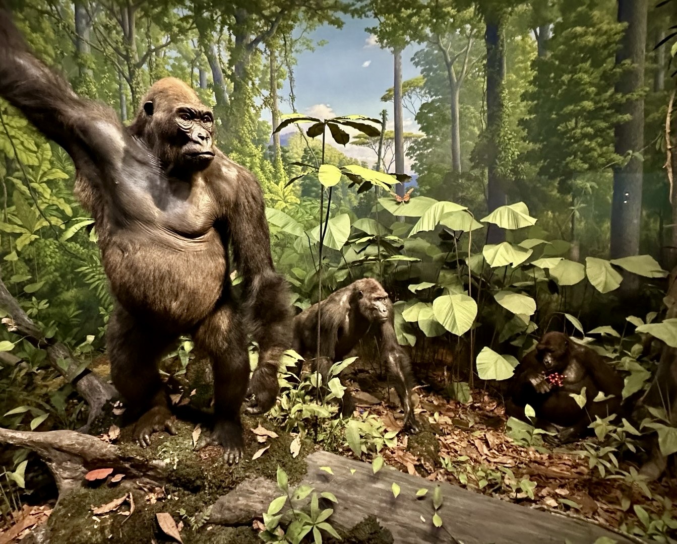 Lowlands Rainforest Diorama, Academy of Natural Sciences, Philadelphia