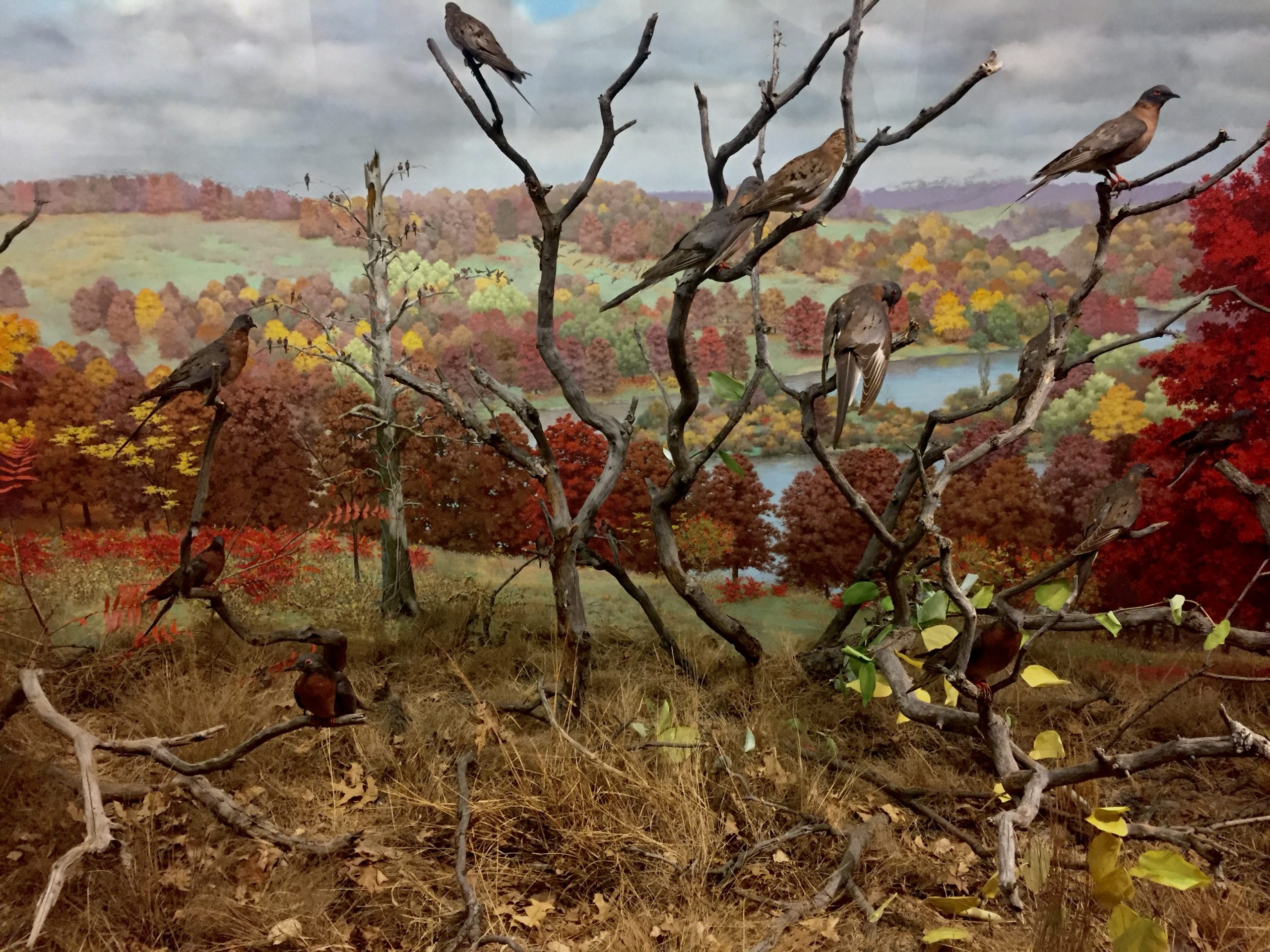 Passenger Pigeon Diorama, Denver Museum of Nature & Science, 1919