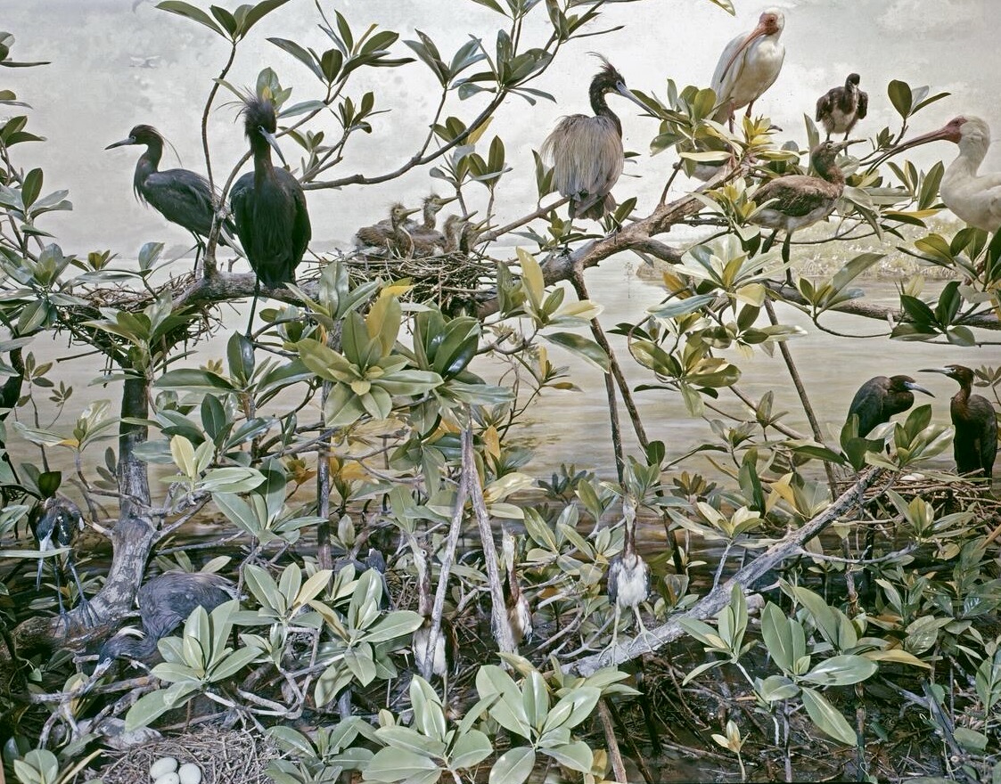 Cuthbert Rookery Group, American Museum of Natural History, 1909