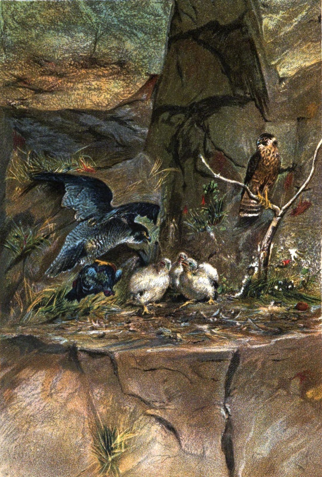"Group of Duck Hawks," in Taxidermy by J. Rowley, 1898