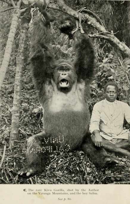 "The rare Kivu Gorilla," 1922