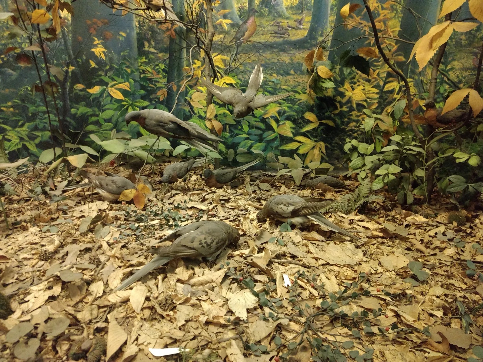 Passenger Pigeon Diorama, The Academy of Natural Sciences, 1947