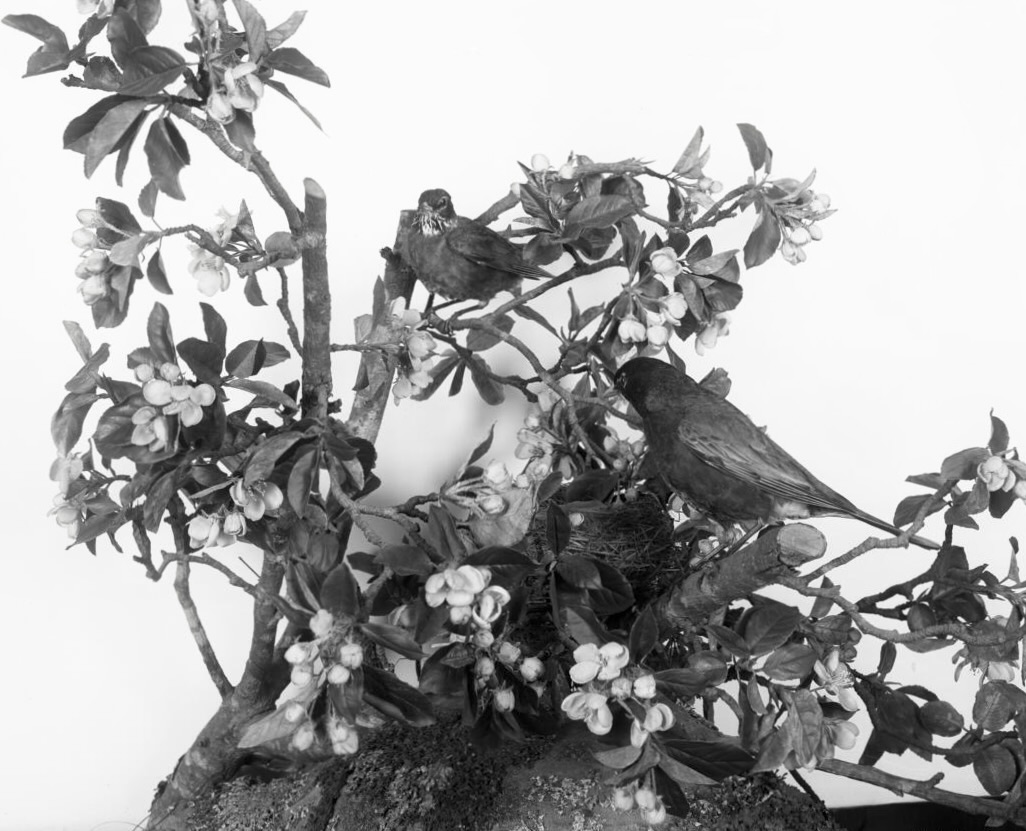 Robin Group, by E. S. Mogridge, American Museum of Natural History, 1887