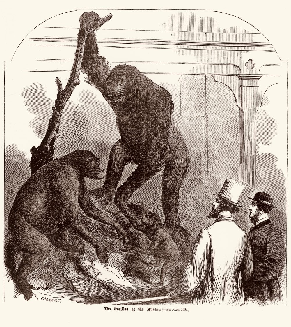 "The Gorillas at the Museum," Melbourne, 1865