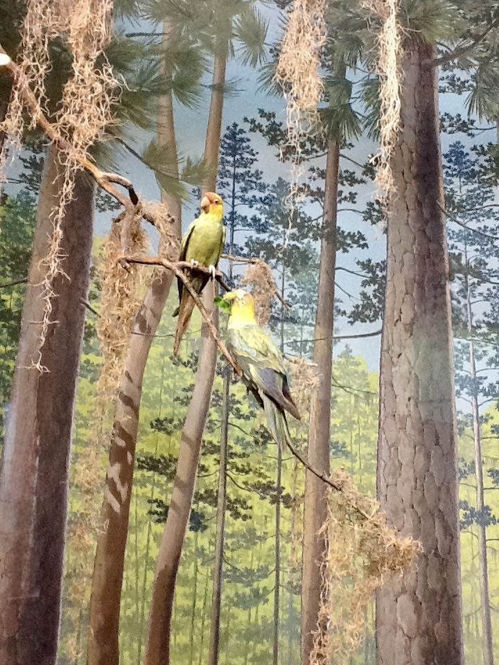 Carolina Parakeets, Milwaukee Public Museum