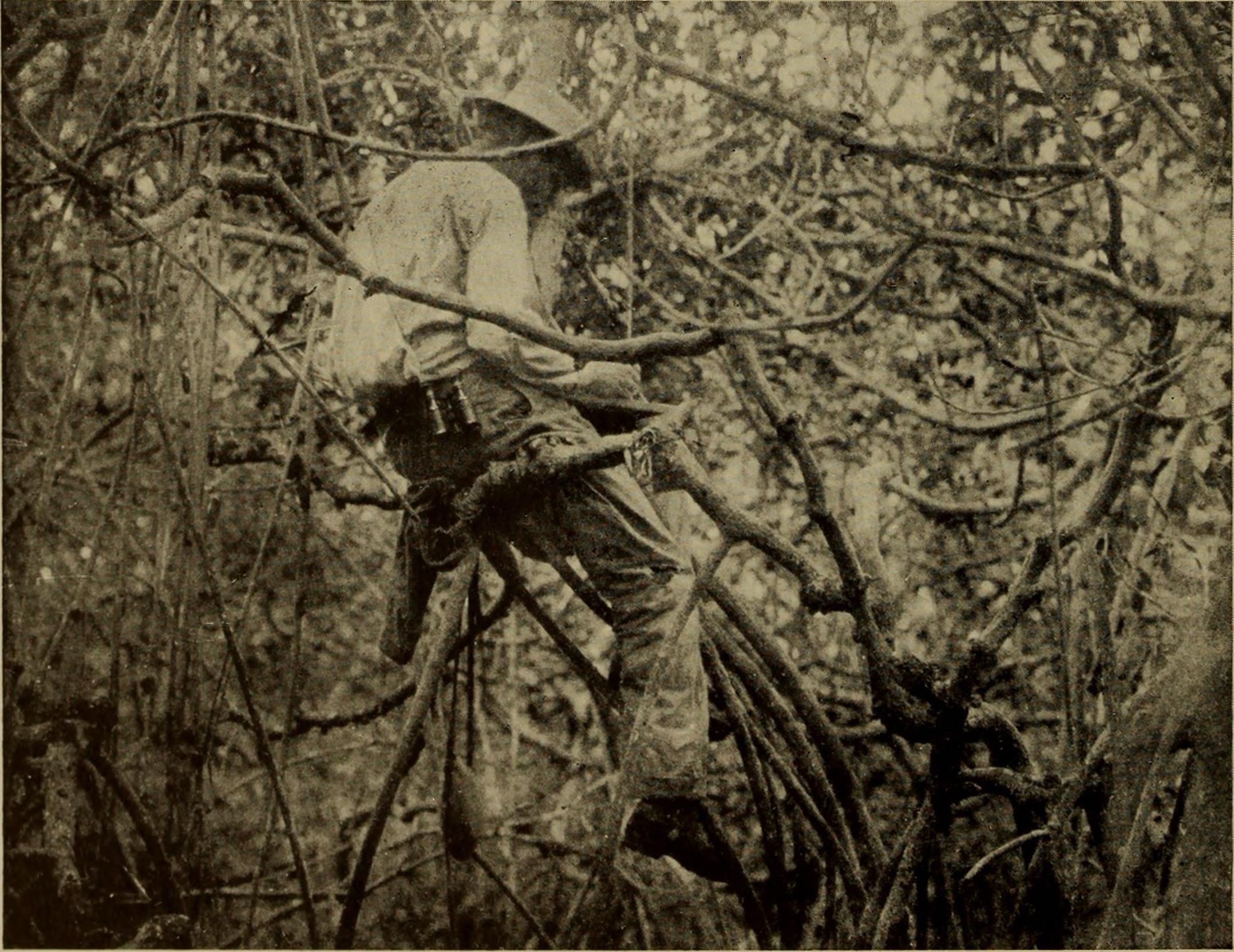 Louis Agassiz Fuertes sketching, 1922