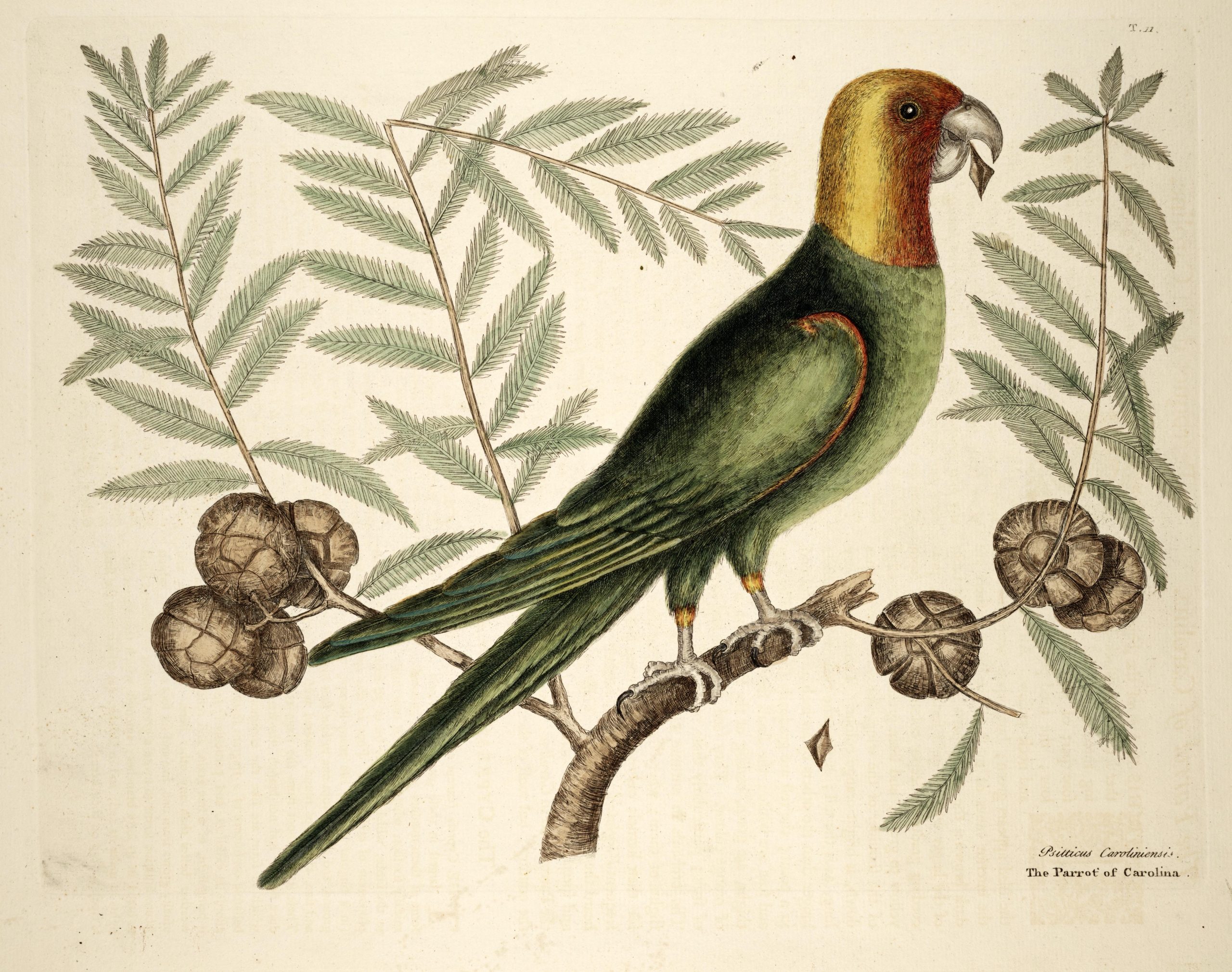 “The Parrot of Carolina," in Mark Catesby, The Natural History of Carolina, Florida, and the Bahama Islands, 1731