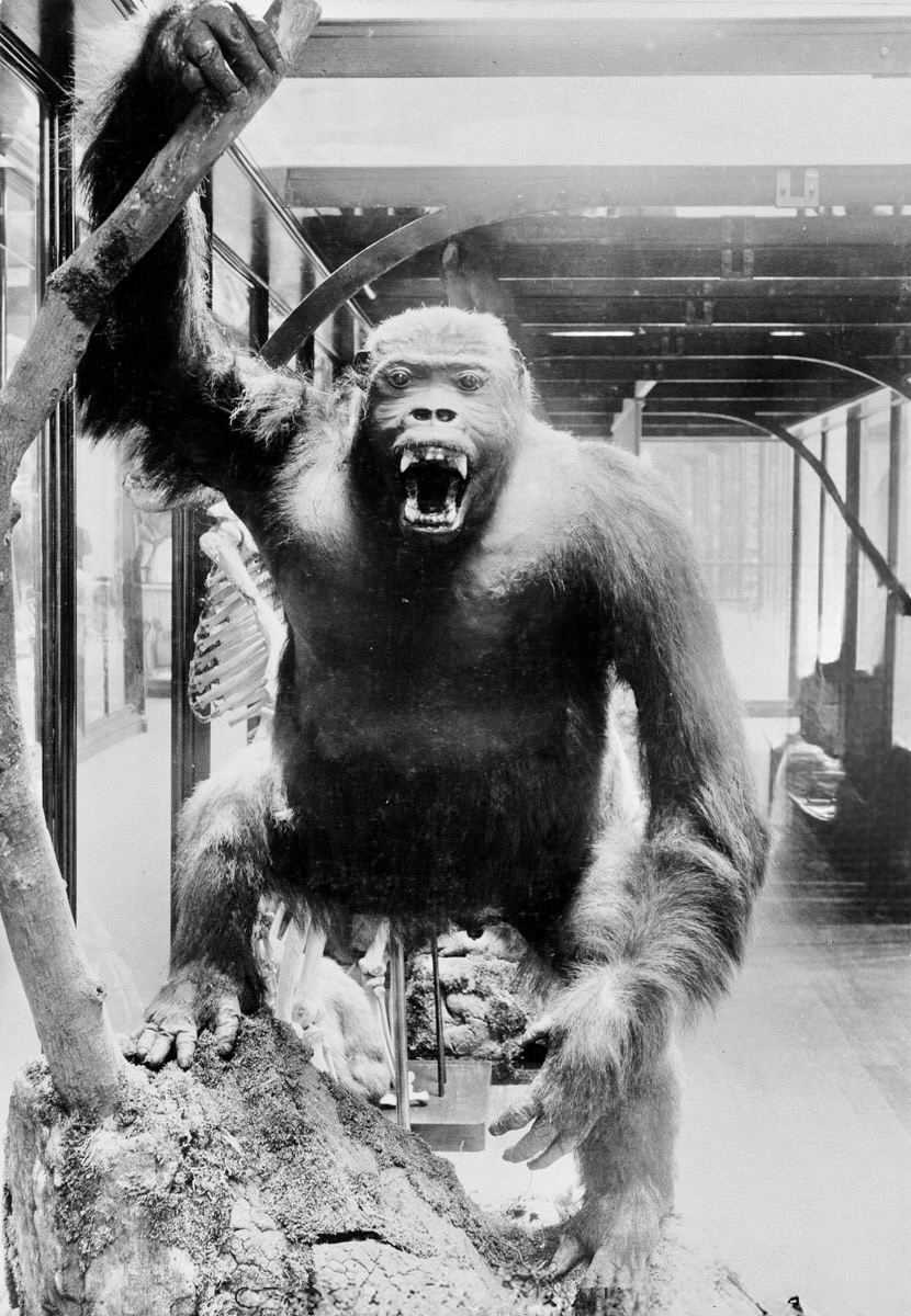 Gorilla display, British Museum (Natural History), 1887