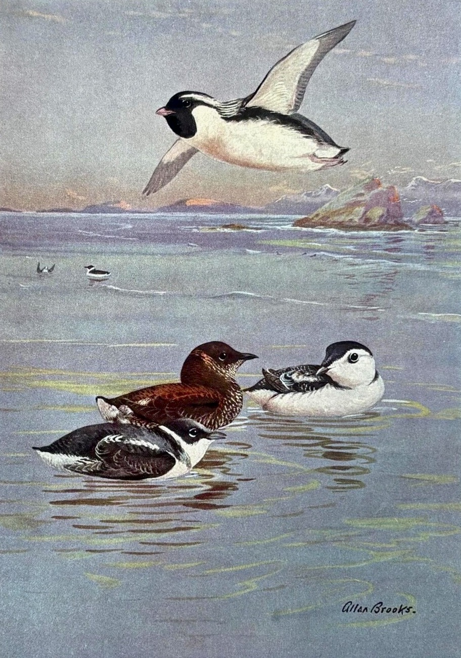 "Marbled Murrelets," illustration by Alan Brooks, 1947