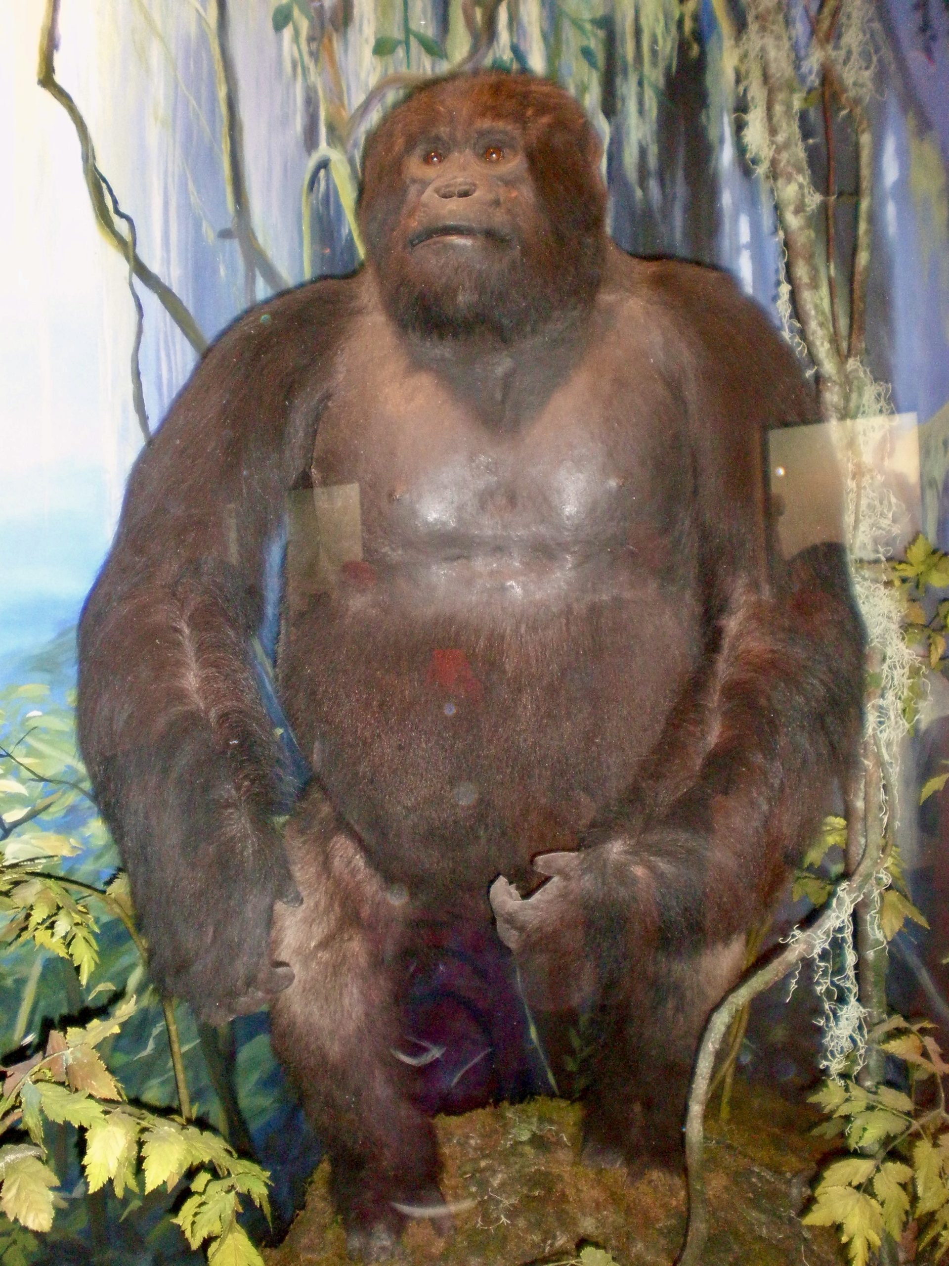 The "Kivu Gorilla," California Academy of Sciences