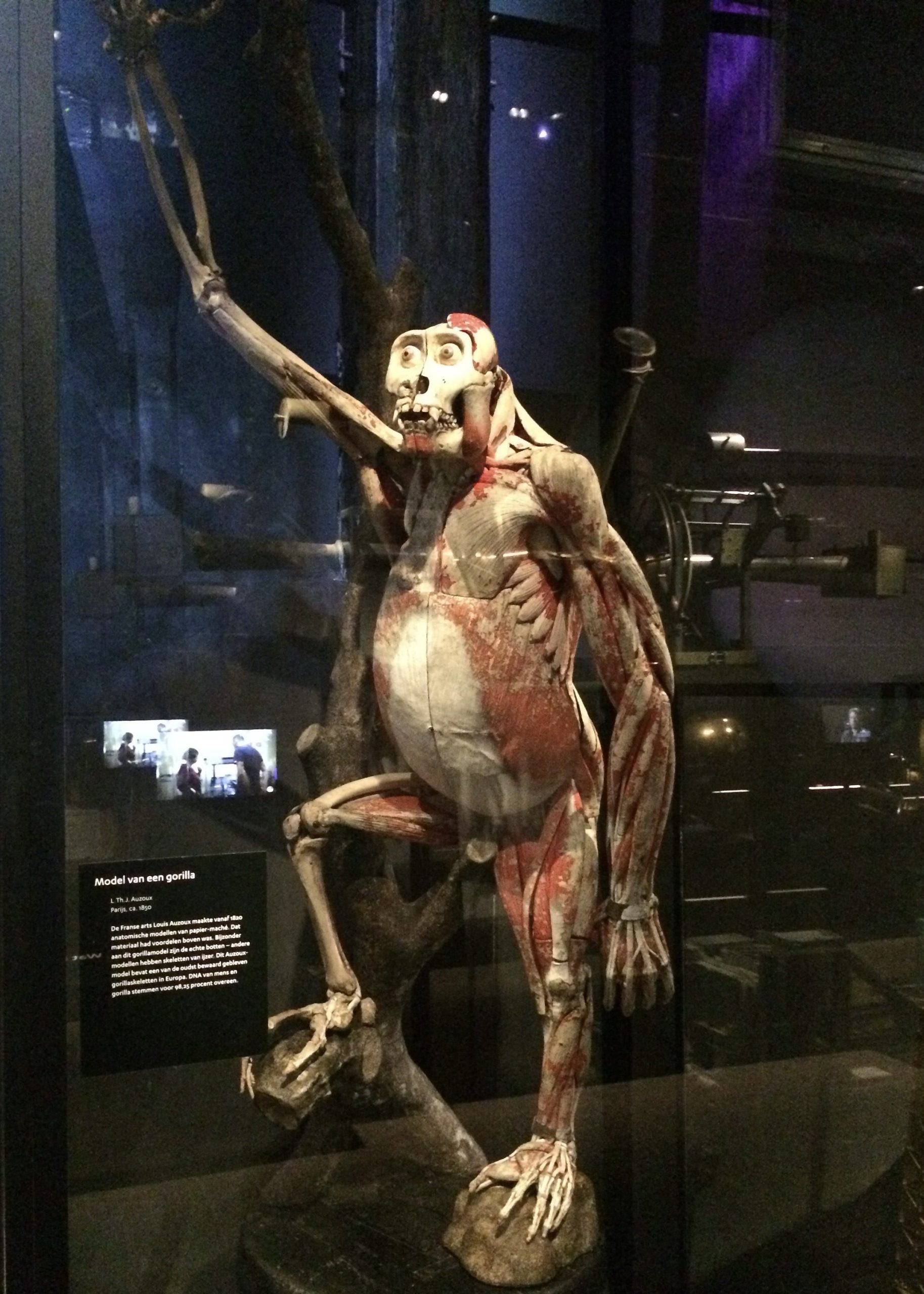 Auzoux gorilla model, Rijksmuseum Boerhaave, c. 1863