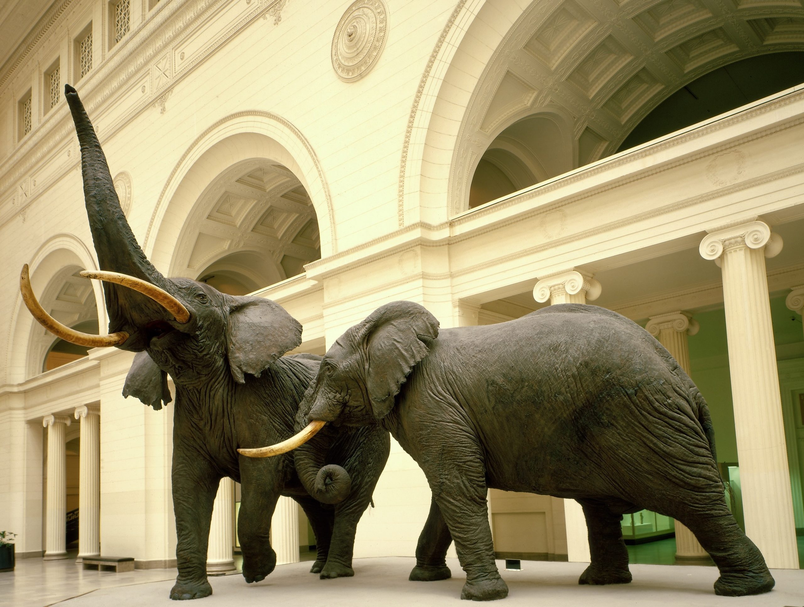 "Fighting African Elephants," by Carl Akeley, 1909