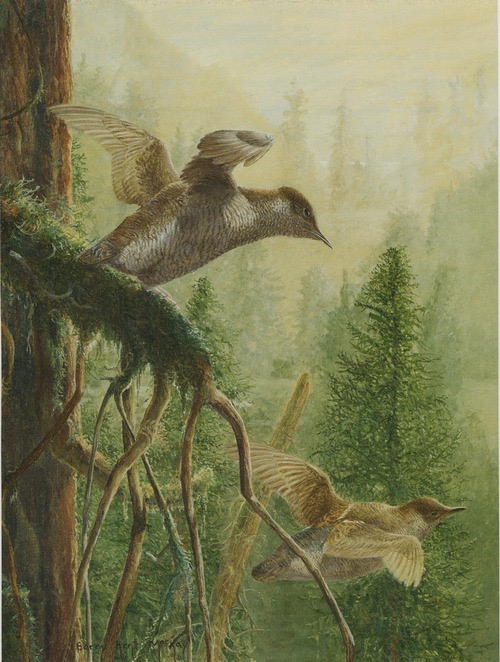 "Marbled Murrelets," illustration by Barry Kent MacKay