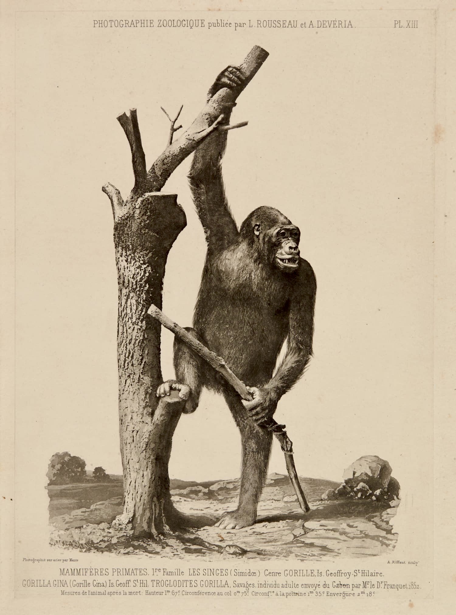 "Gorille," Photographie zoologique, 1853