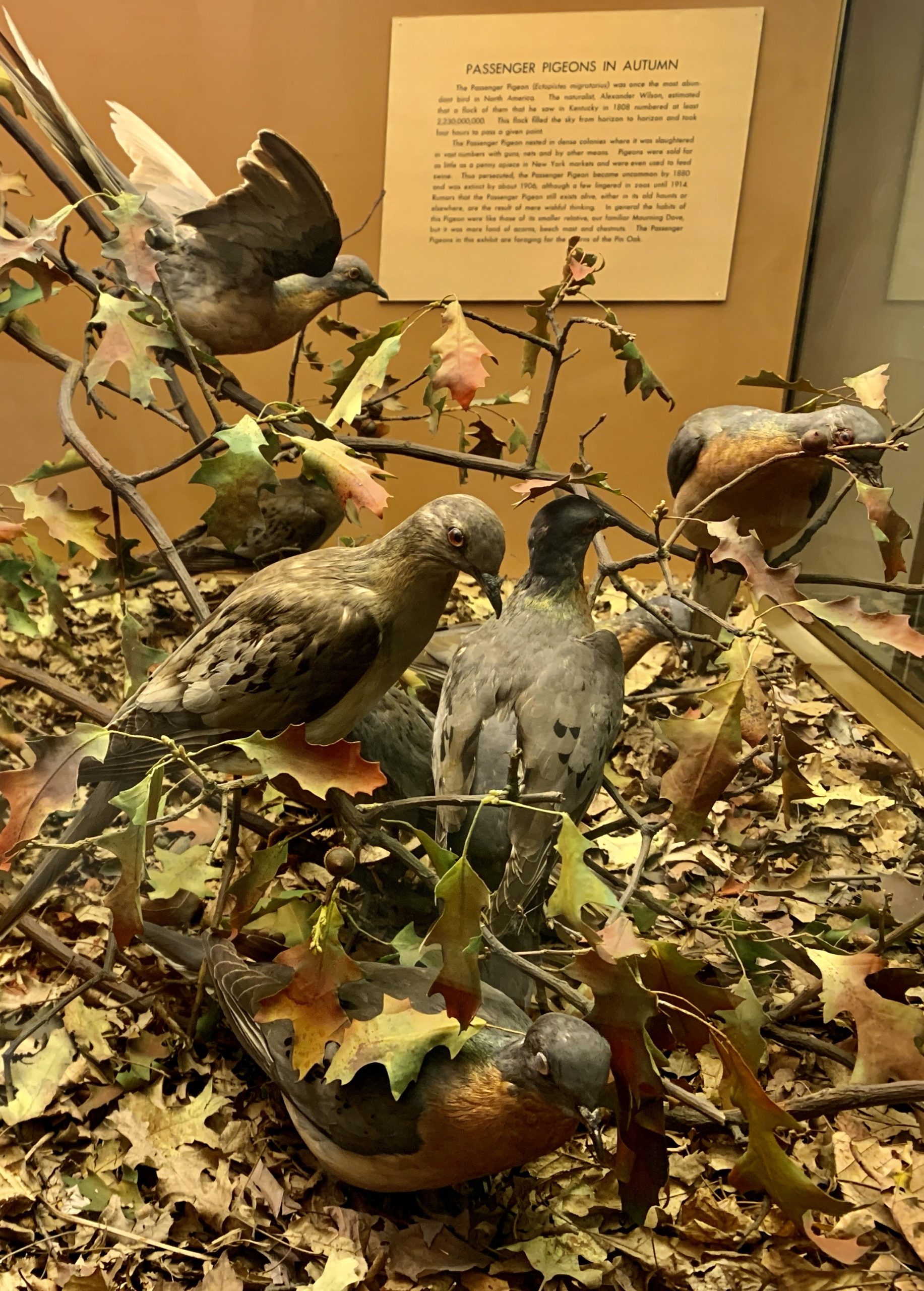 Passenger Pigeon Group, American Museum of Natural History, by E. S. Mogridge, c. 1888