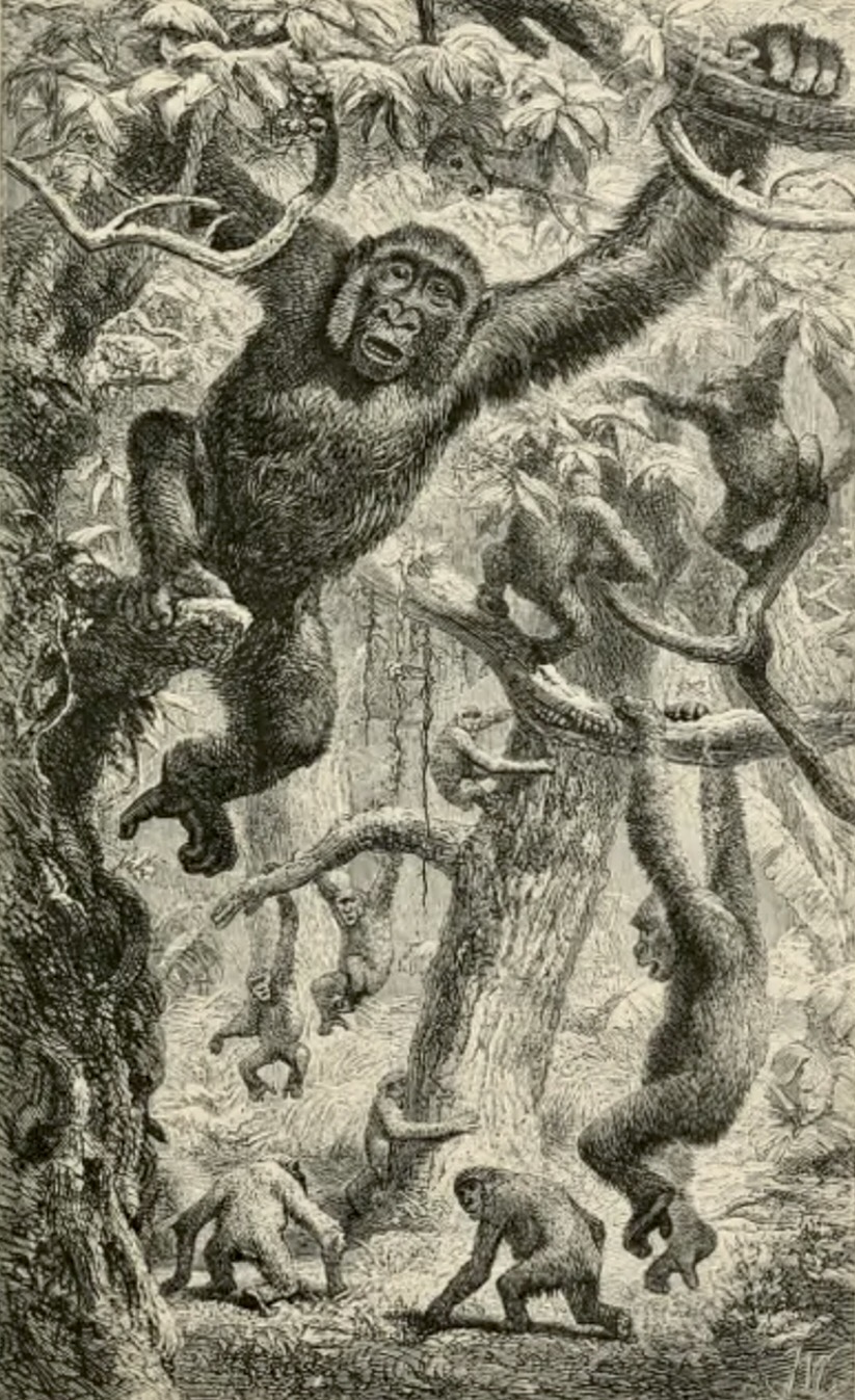 "Gorillas Surprised in the Forest," in du Chaillu, 1867