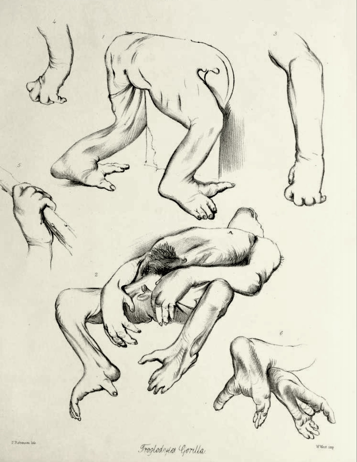 Gorilla drawings by Joseph Wolf, in Owen, 1866