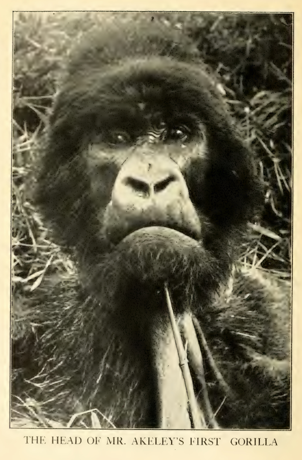 "The Head of Mr. Akeley's First Gorilla," in Akeley, 1923