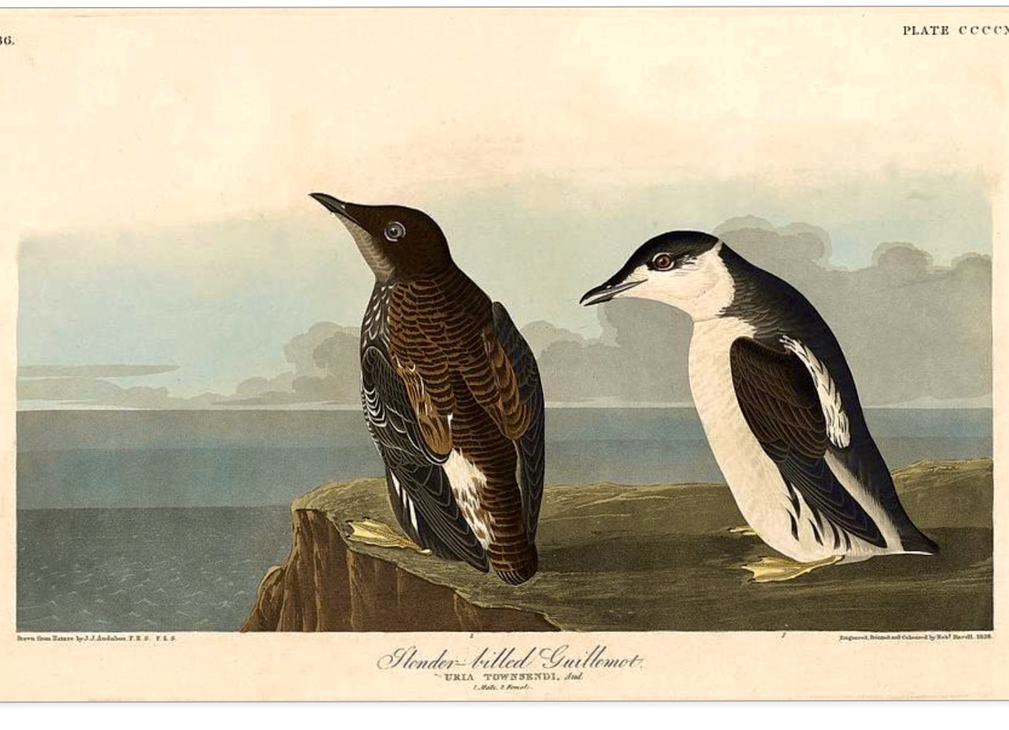 "Slender billed Guillemot," by Audbon, 1838