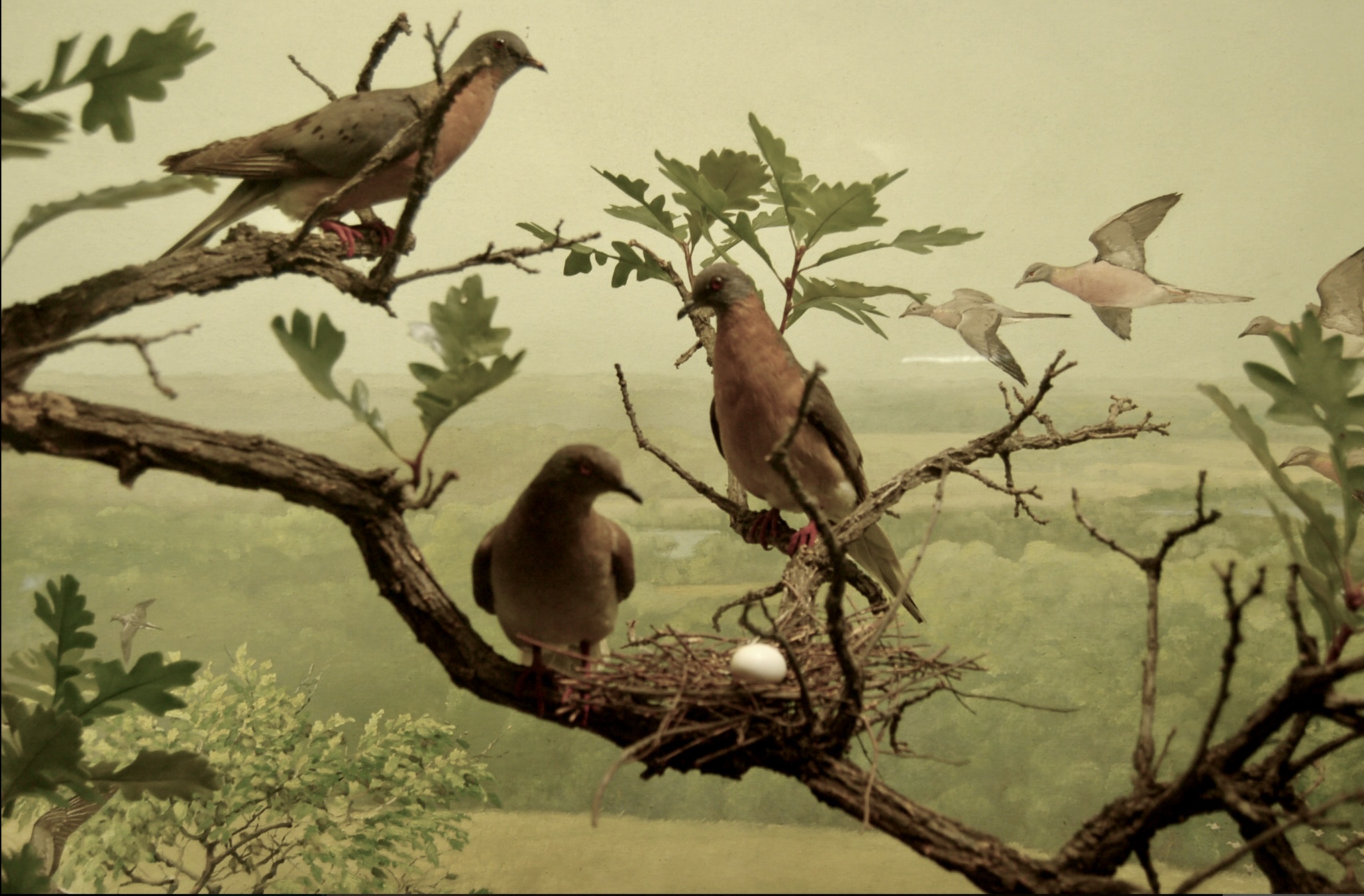 Passenger Pigeon Nesting Diorama, Bell Museum of Natural History, 1951