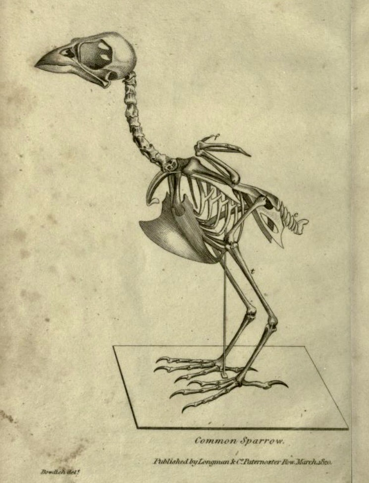 "Common Sparrow," in Taxidermy, by Bowdich, 1820