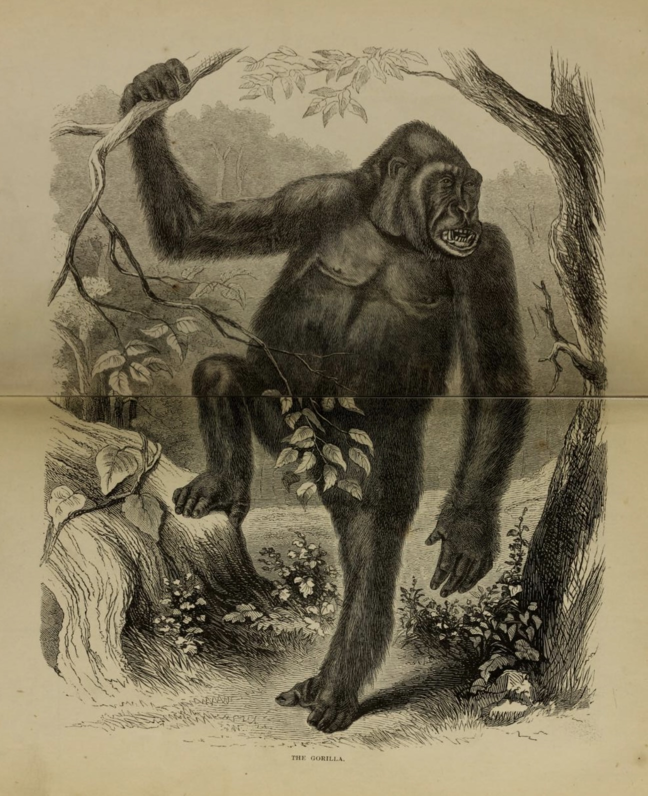 "The Gorilla," in du Chaillu, 1861