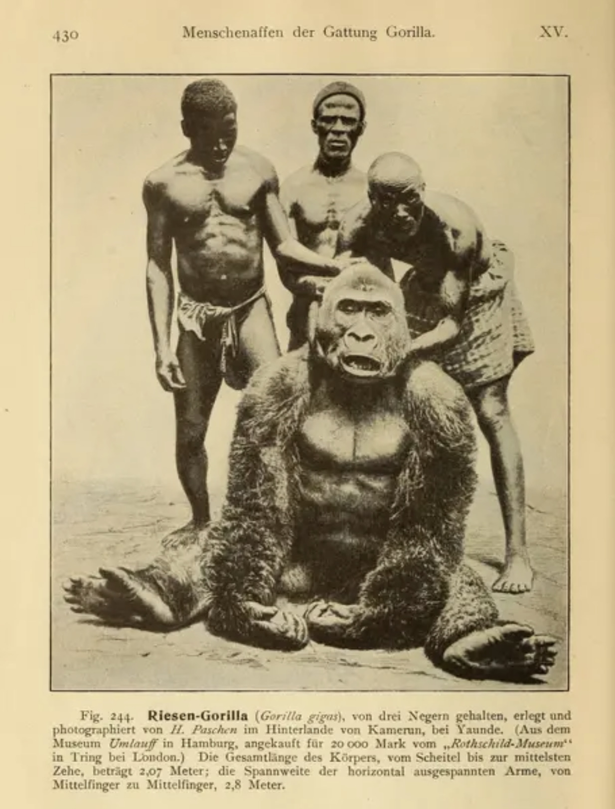 "Riesen-Gorilla," in Haeckel, 1903