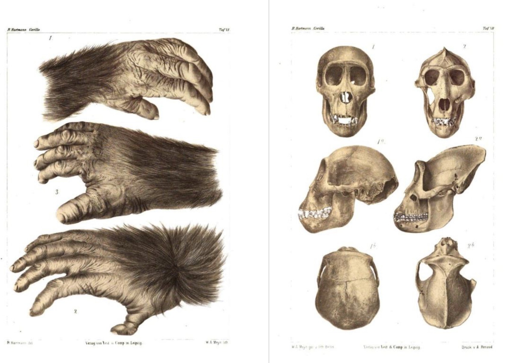 Plates IV and V, in Hartmann, 1880