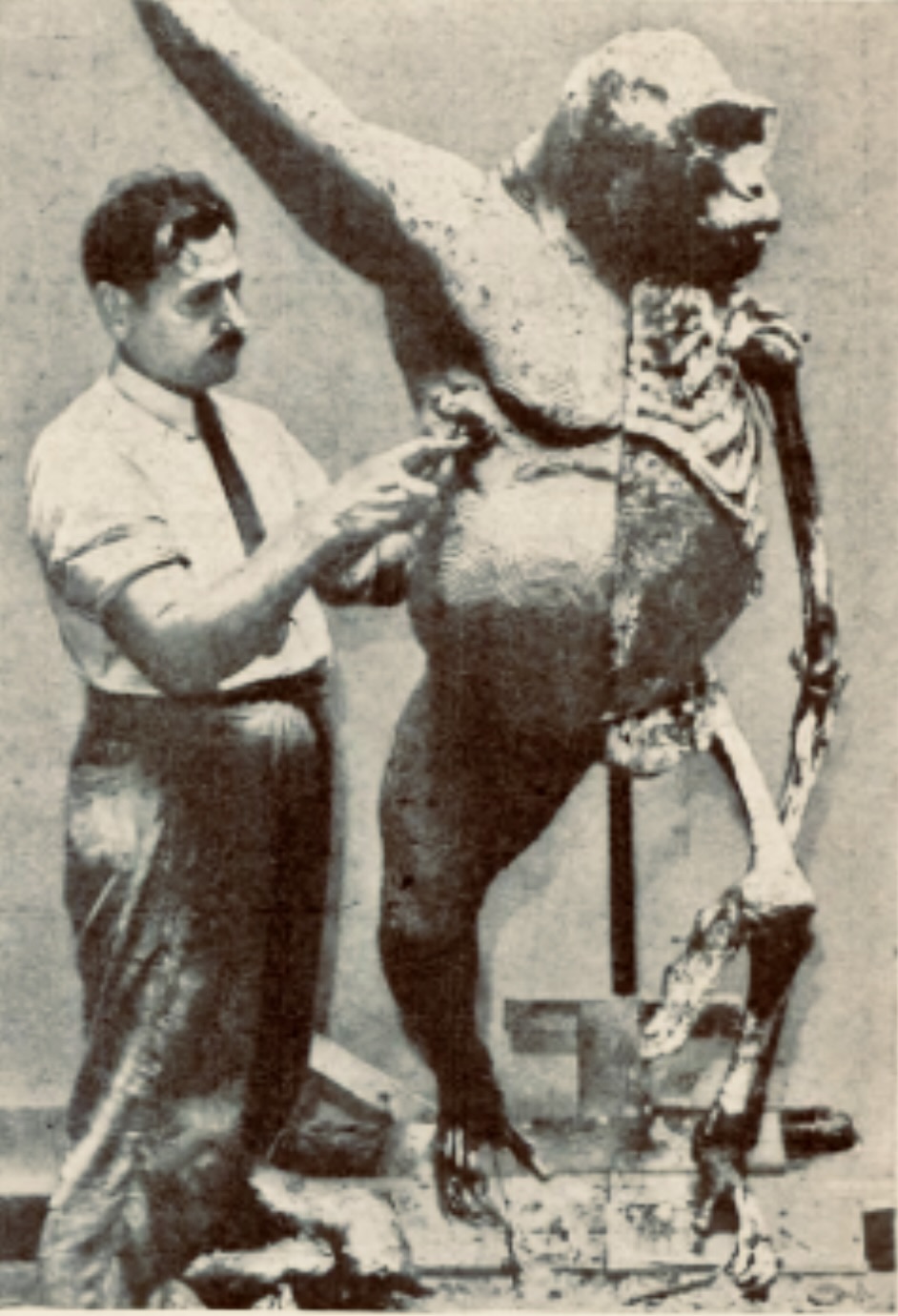 Louis Jonas modeling the Vanderbilt gorilla, c. 1938