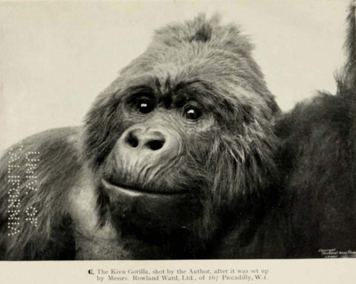 The "Kivu Gorilla," 1922