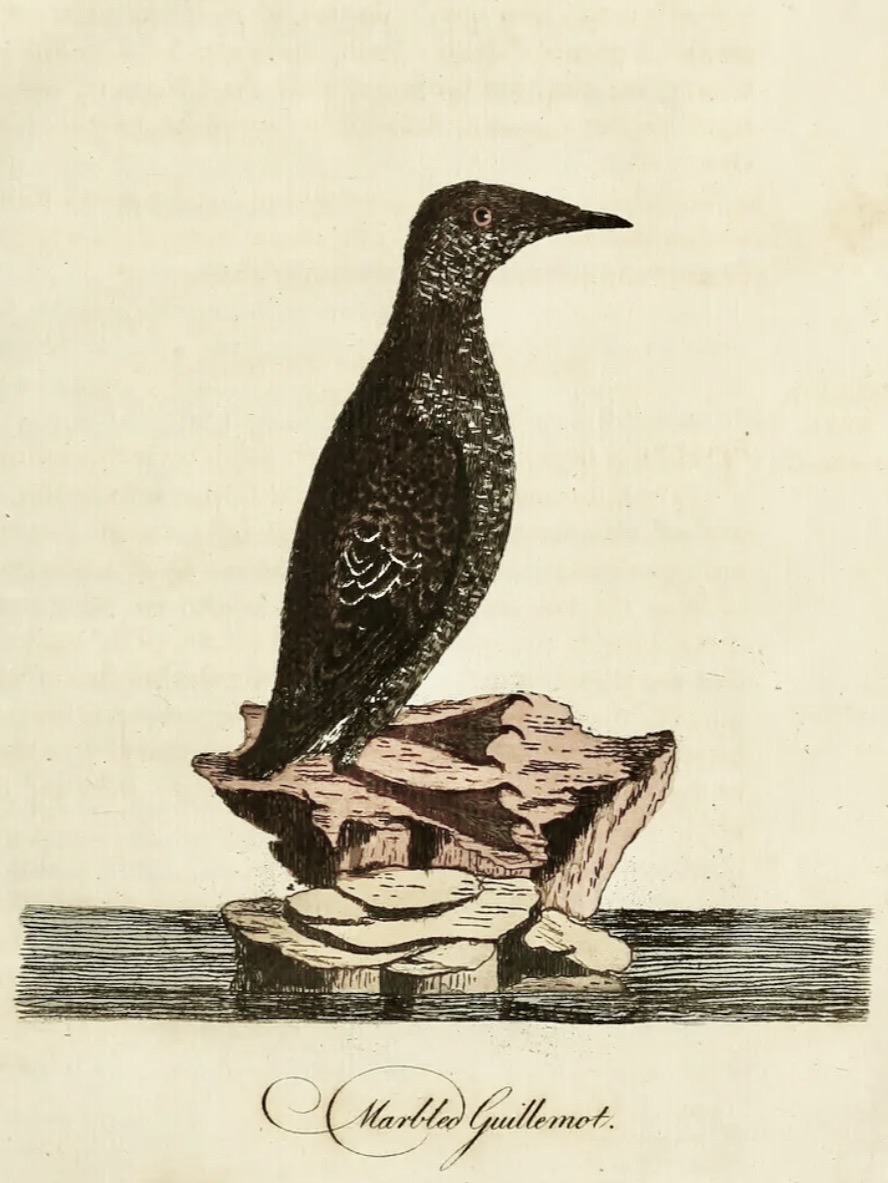 “Marbled Guillemot,” by John Latham, c. 1781