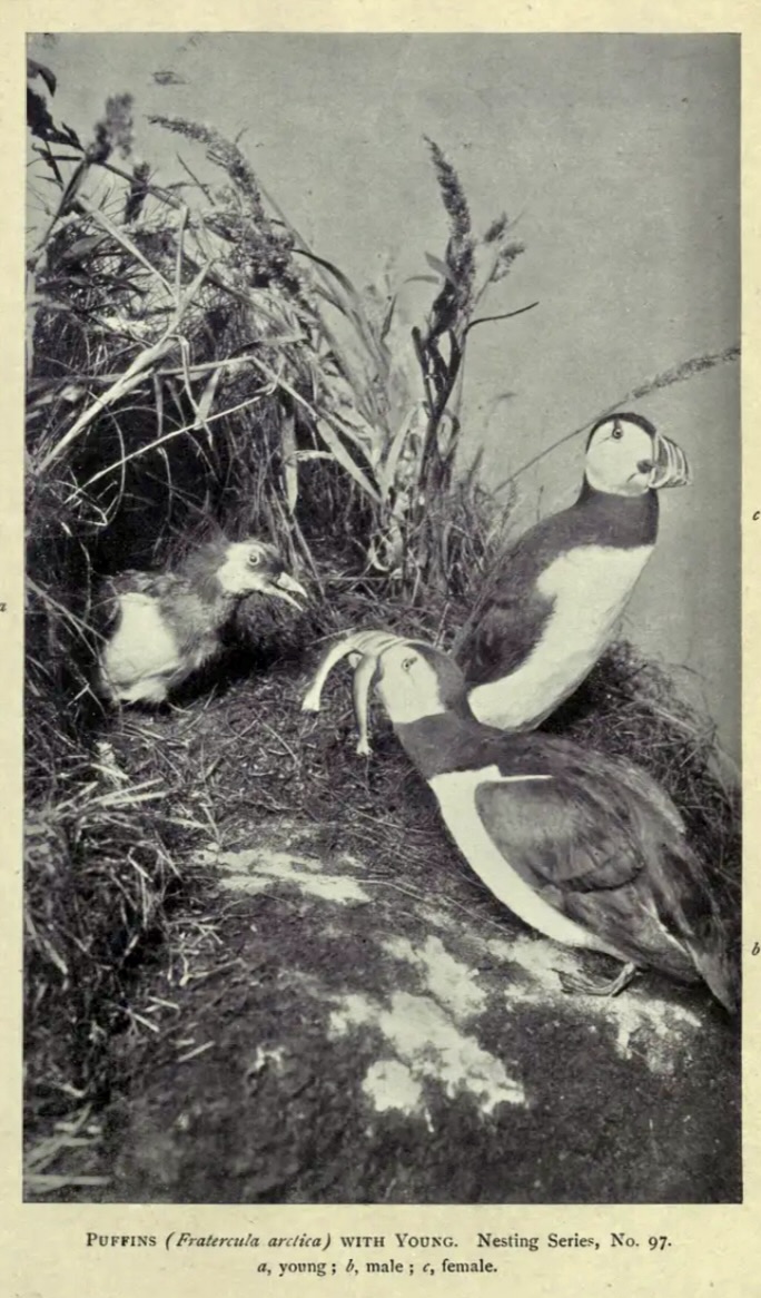 Puffins Group, British Museum of Natural History, 1886