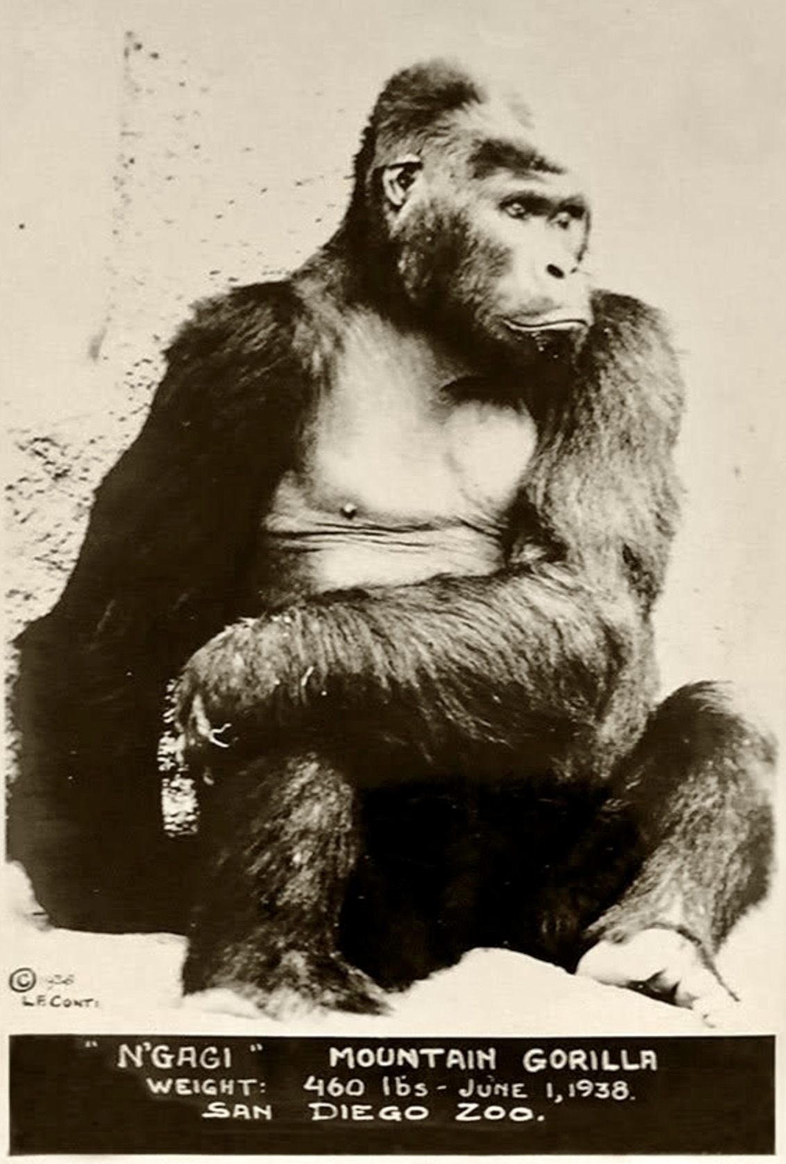 N’Gagi, Mountain Gorilla, San Diego Zoo, 1938