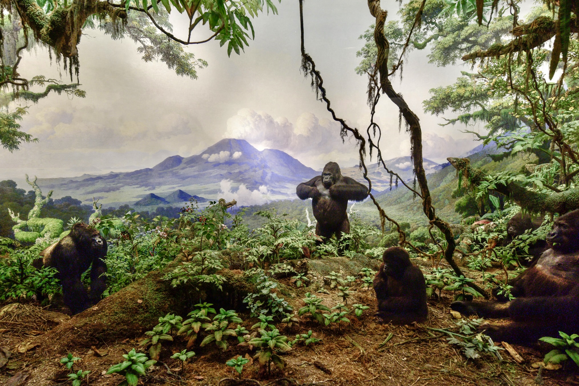The "Mountain Gorilla Group," American Museum of Natural History