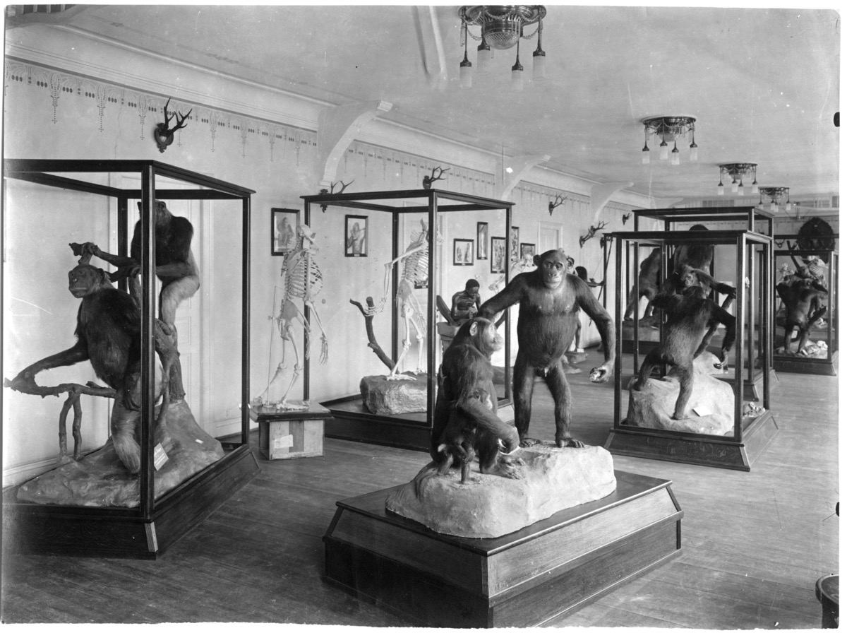 Gorilla displays in the Umlauff museum