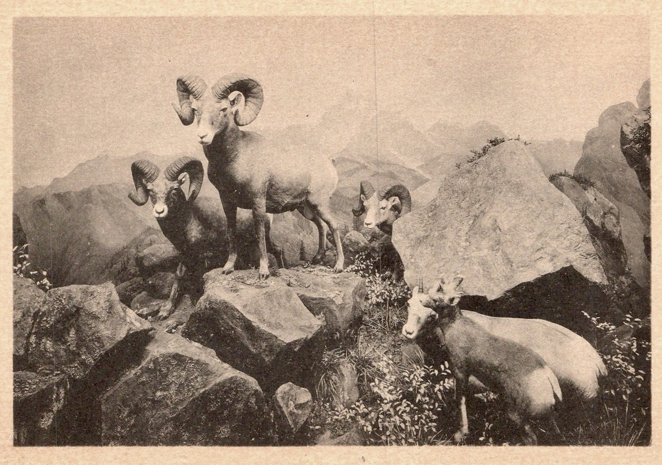 Big Horn Sheep habitat dorama, Carnegie Museum