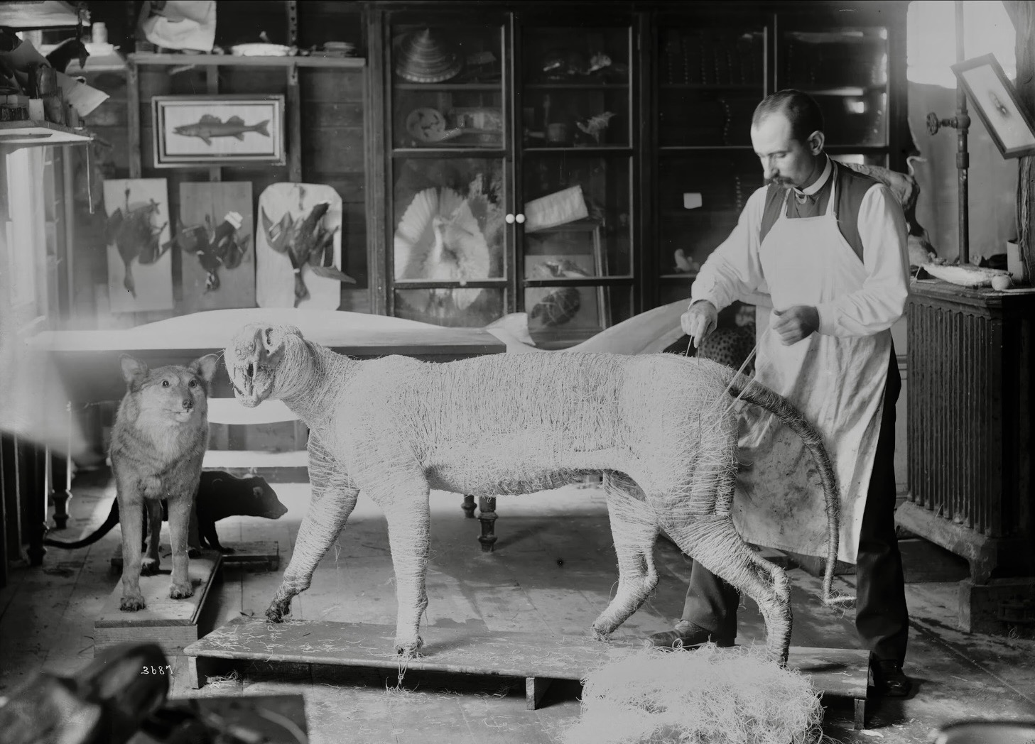 Hornaday in his taxidermy studio, c. 1884