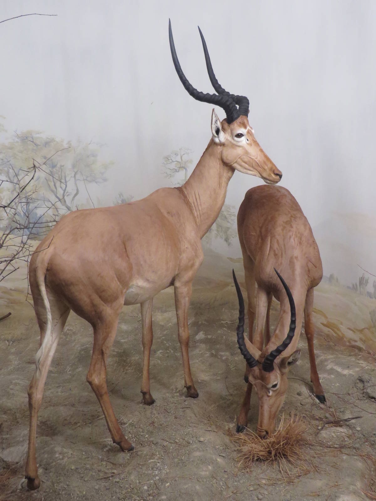 Hirola habitat diorama, Bern