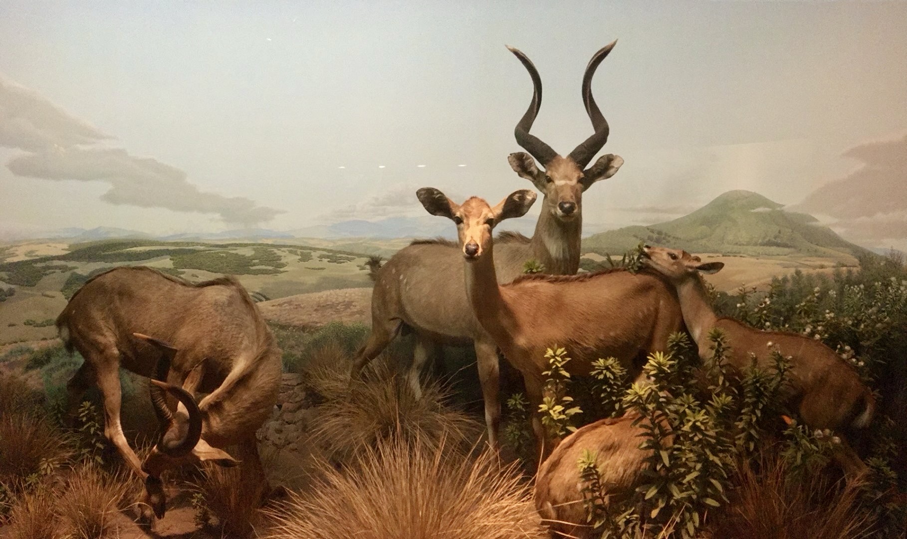 Mountain Nyala habitat diorama, Carnegie Museum