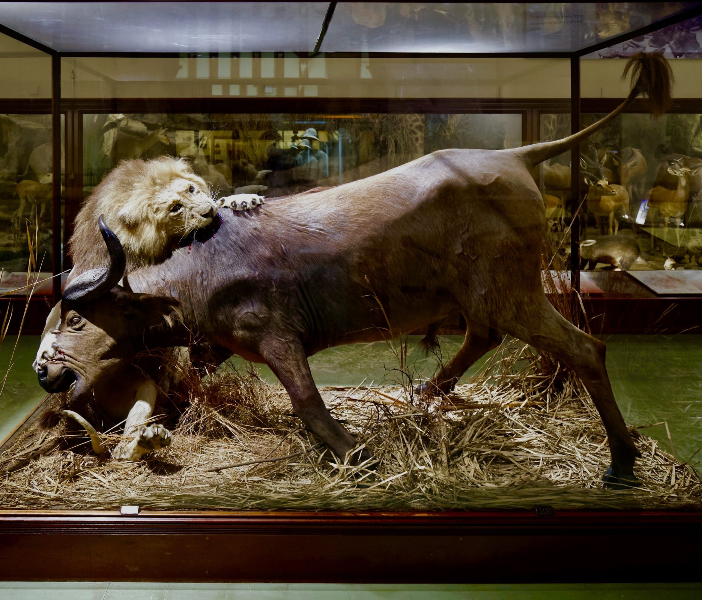 "Lion Attacking a Buffalo," Powell Cotton Museum