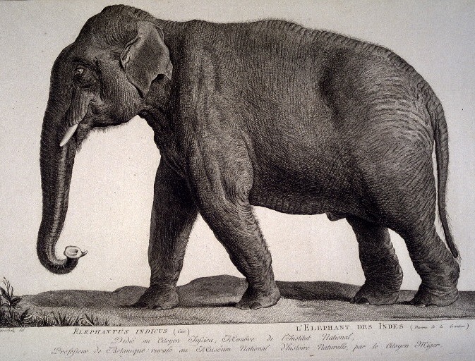 "Hans," by Nicolas Maréchal, 1803