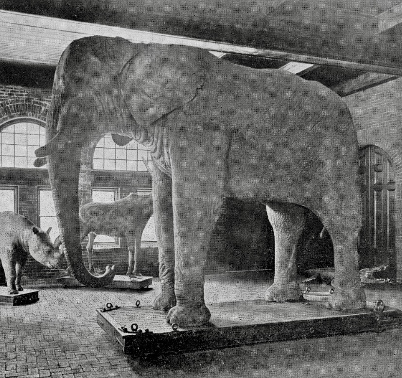 Jumbo at Ward's, 1896