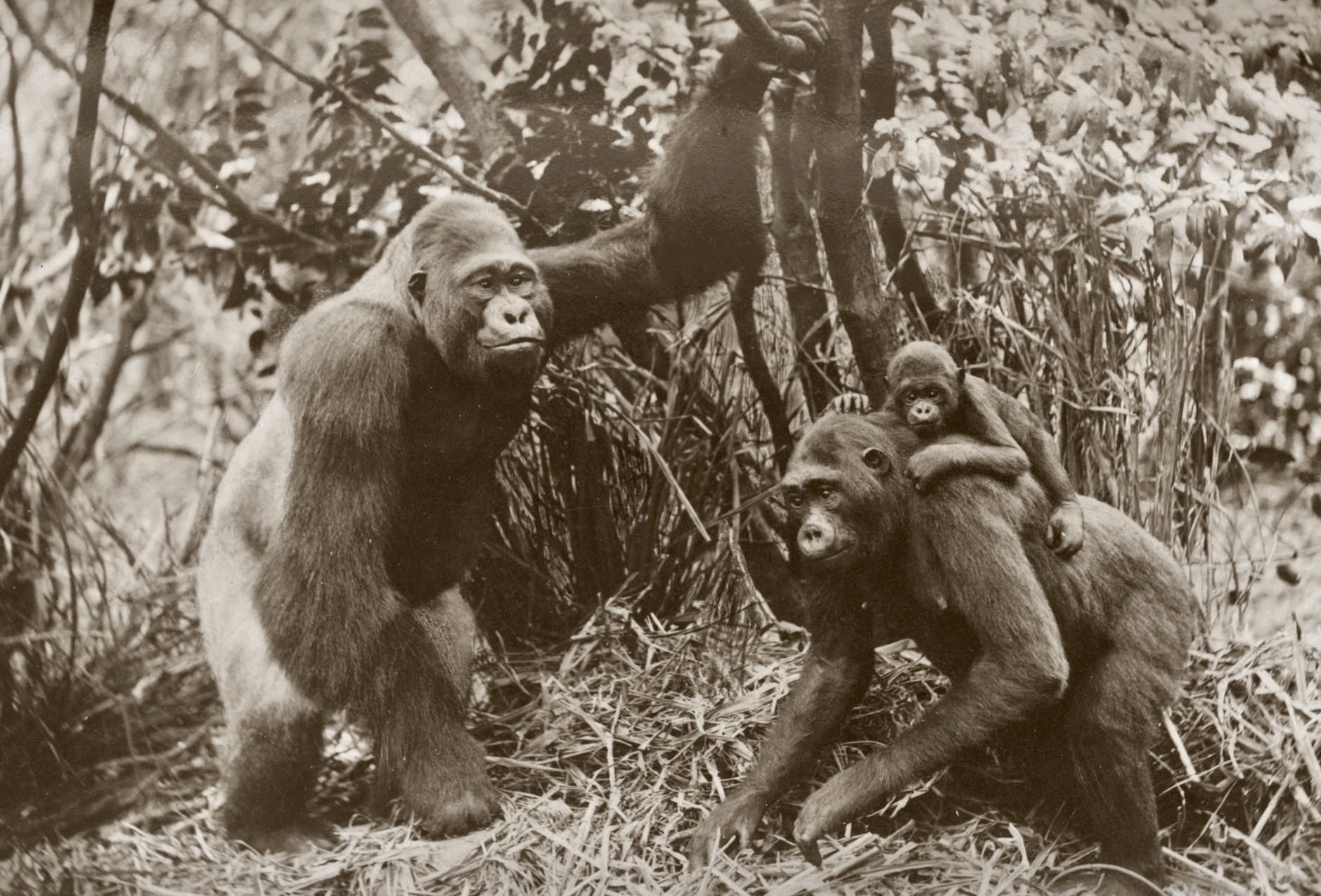 "Family of Gorillas" diorama, Powell Cotton Museum