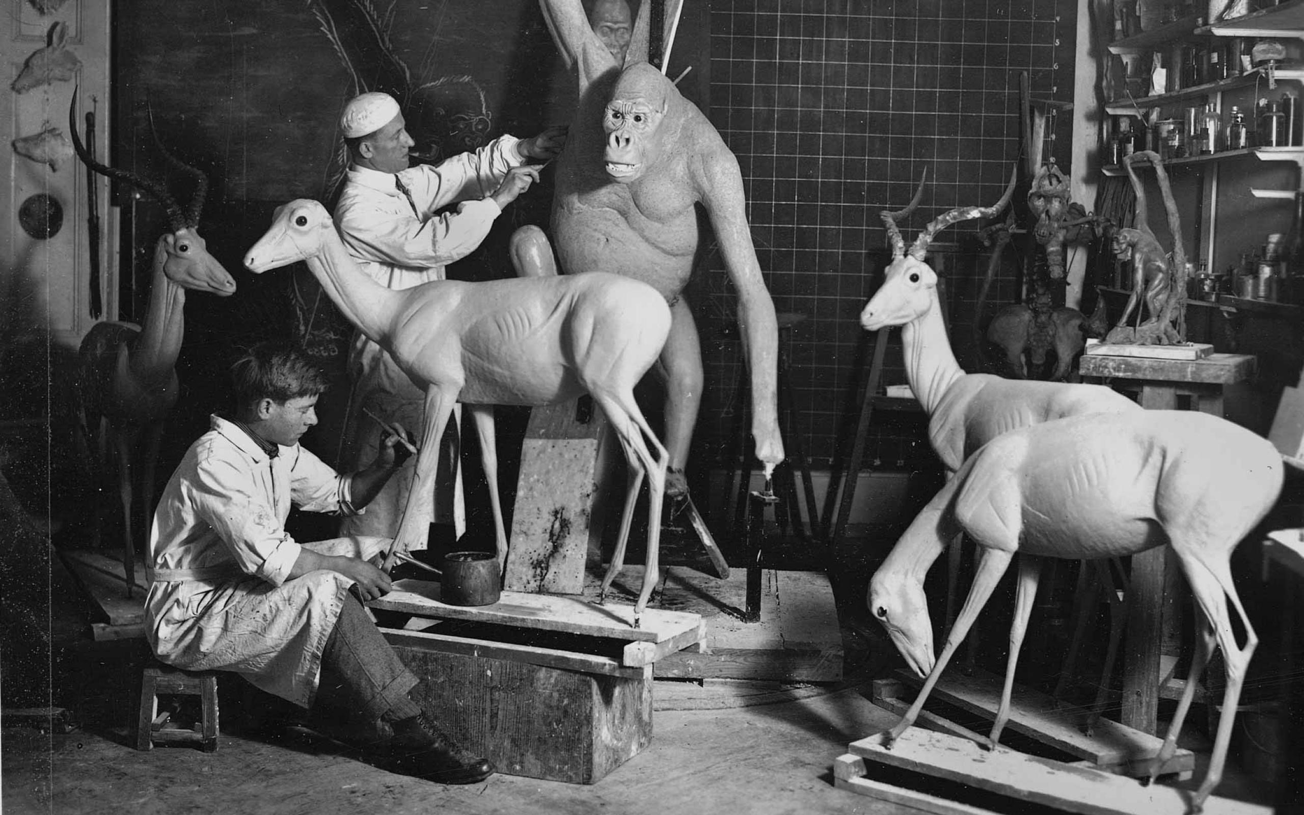 Georg Ruprecht, taxidermy studio, Bern