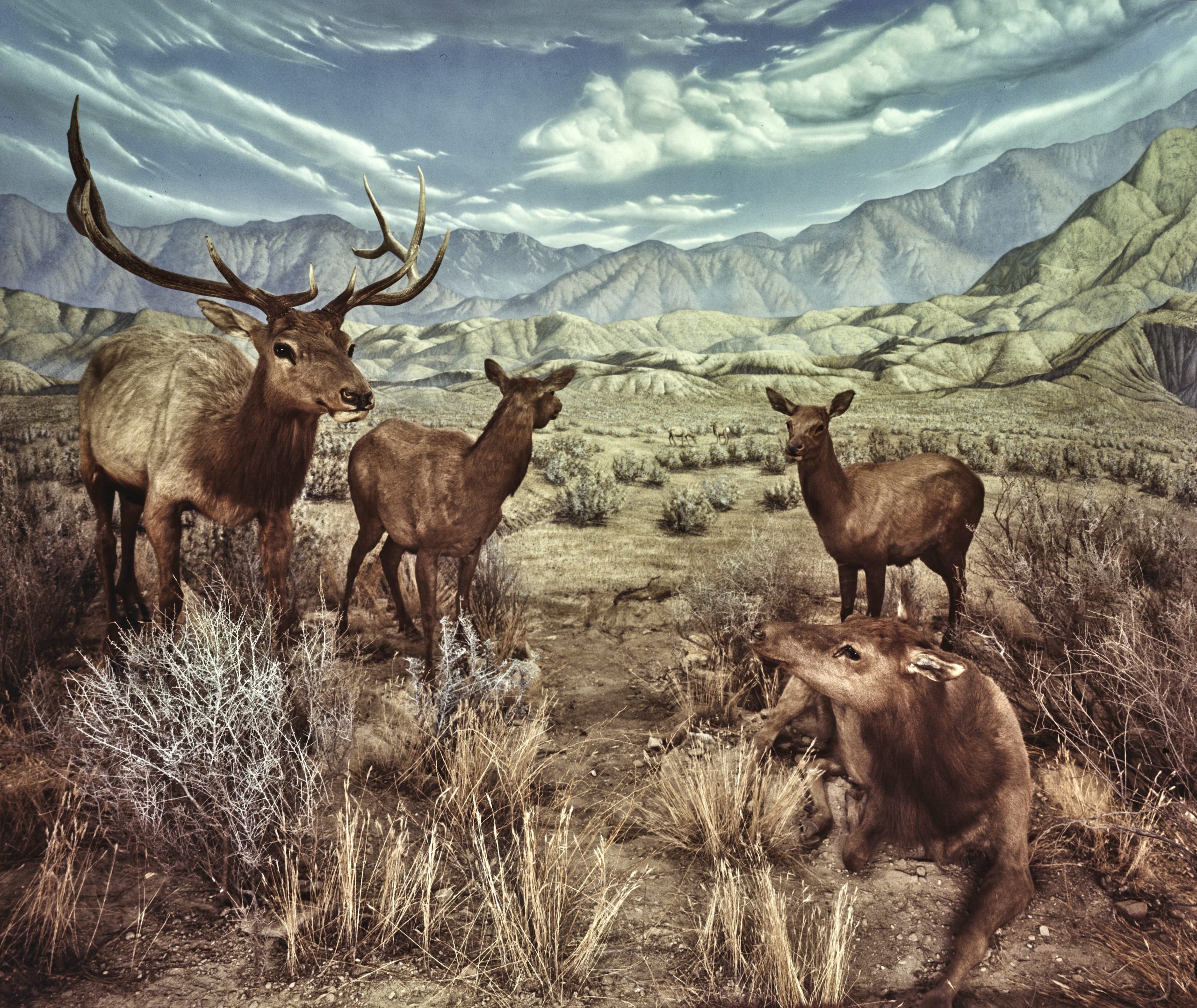 Tule Elk habitat dIorama, Natural History Museum, Los Angeles