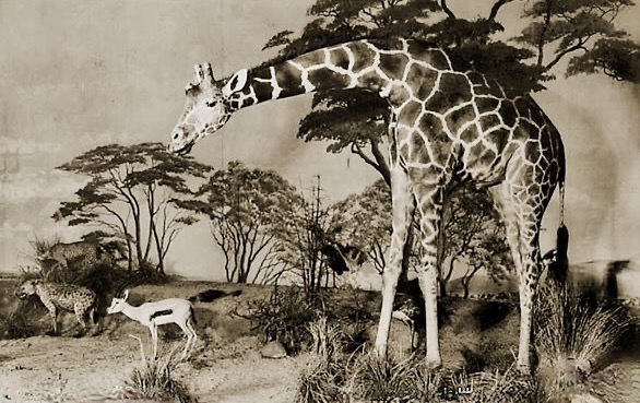 African panorama, Musée du Duc d’Orléans