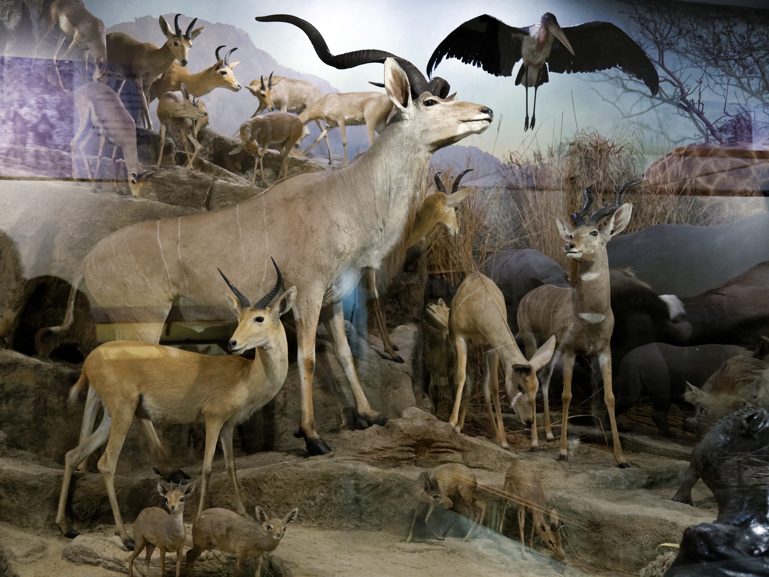 Kudu diorama, Powell Cotton Museum