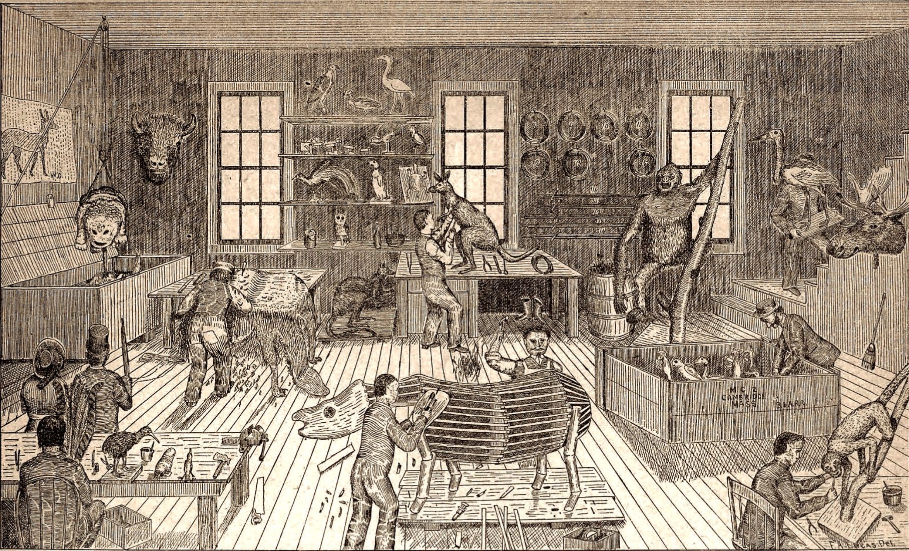 "Our Taxidermists at Work," Ward's, 1881